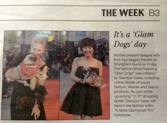 Shanghai Daily Glam Dog, the myndset digital marketing